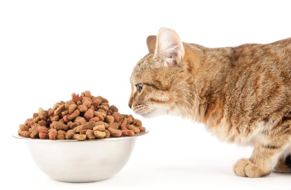 Alimento Animal Gato 250 kgs tarima